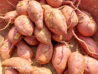 농촌이백억농원^^님의 작성글 사진