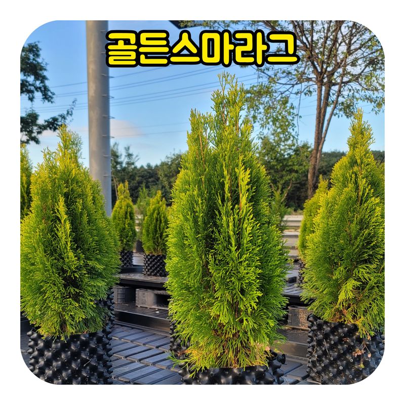 이선미님의 장터 판매 상품 [골든스마라그 70cm] 첨부 사진