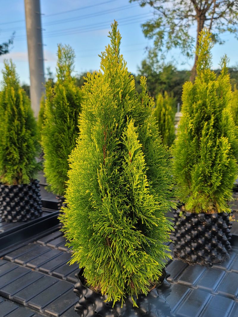 이선미님의 장터 판매 상품 [골든스마라그 70cm] 첨부 사진