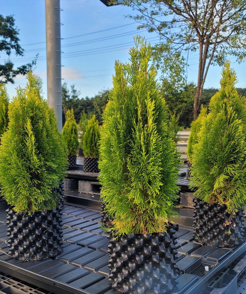 이선미님의 장터 판매 상품 [골든스마라그 70cm] 첨부 사진