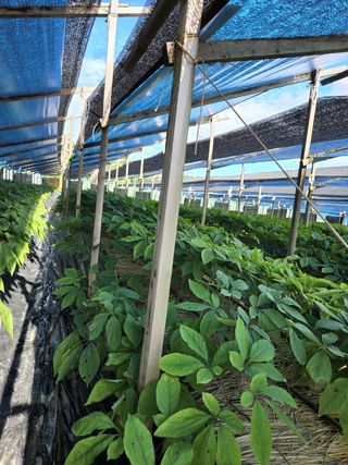 김현화님의 팜모닝 · 출석 작성글 사진