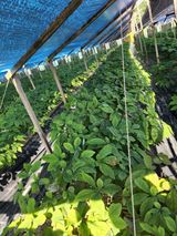 팜모닝 팜모닝·출석 게시글 이미지