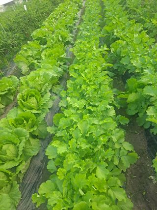 강원사랑인님의 더운 가을, 농사 괜찮으신가요? · 참여글 작성글 사진