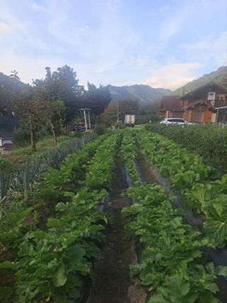 강원사랑인님의 더운 가을, 농사 괜찮으신가요? · 참여글 작성글 사진