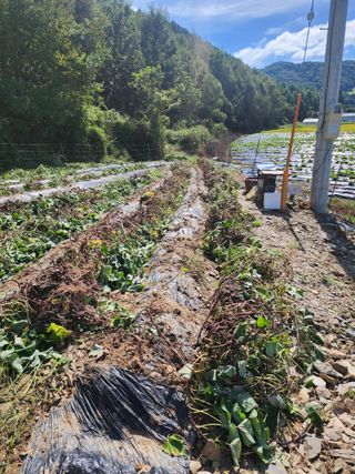 신호진님의 고구마 · 영농일지 작성글 사진