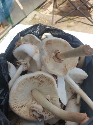 도시부부농부님의 자유주제 · 사진전 작성글 사진