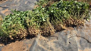 황규복(달구지)님의 자유주제 · 자유게시판 작성글 사진