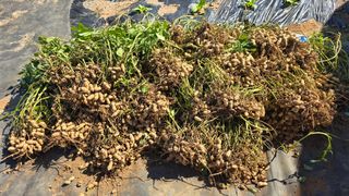 황규복(달구지)님의 자유주제 · 자유게시판 작성글 사진