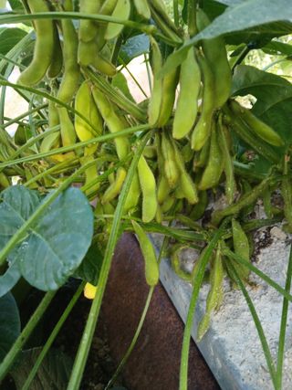 맞춤포도 드론방제님의 자유주제 · 자유게시판 작성글 사진