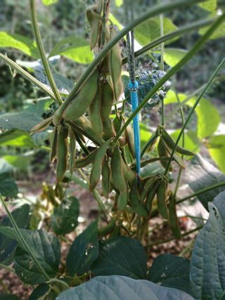 맞춤포도 드론방제님의 자유주제 · 자유게시판 작성글 사진