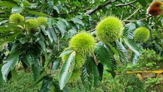 권혁렬님의 기타작물 · 영농일지 작성글 사진