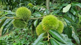 권혁렬님의 기타작물 · 영농일지 작성글 사진