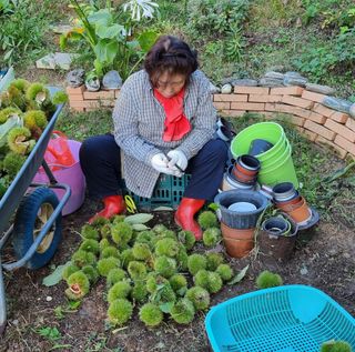 권혁렬님의 기타작물 · 영농일지 작성글 사진