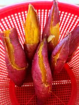 팜모닝 고구마·영농일지 게시글 이미지