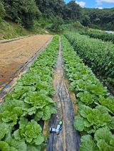 팜모닝 배추·일상 게시글 이미지