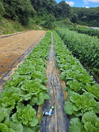 최경림님의 배추 · 일상 작성글 사진