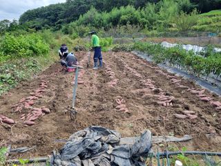 김형준님의 고구마 · 영농일지 작성글 사진