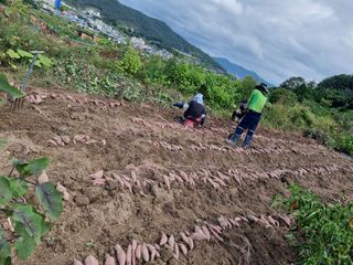 김형준님의 고구마 · 영농일지 작성글 사진