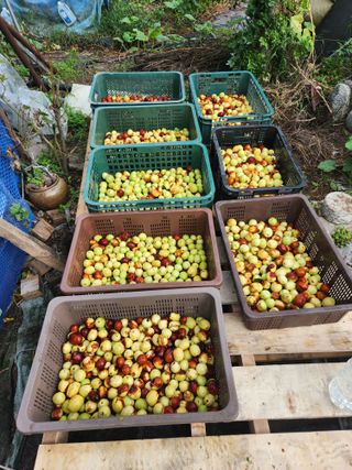 알 수 없음님의 기타작물 · 영농일지 작성글 사진