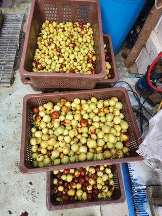 알 수 없음님의 기타작물 · 영농일지 작성글 사진