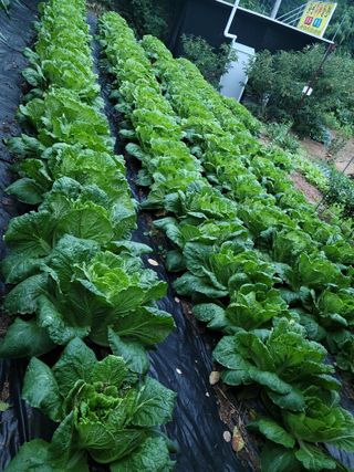 체리 김성자님의 배추 · 영농일지 작성글 사진