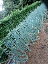 팜모닝 더운 가을, 농사 괜찮으신가요?·참여글 게시글 이미지