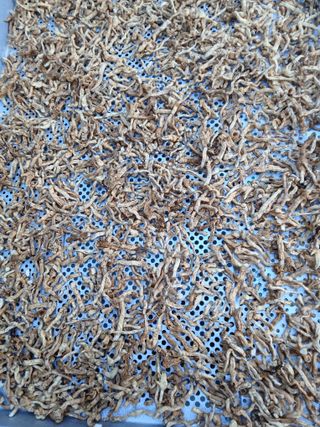 인생은 소풍처럼님의 옥수수 · 영농일지 작성글 사진