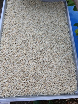 인생은 소풍처럼님의 옥수수 · 영농일지 작성글 사진