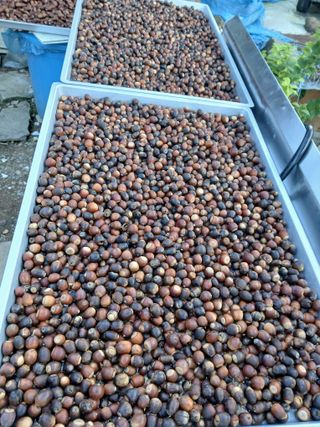 인생은 소풍처럼님의 옥수수 · 영농일지 작성글 사진