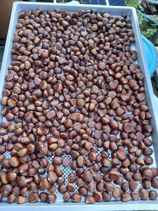 인생은 소풍처럼님의 옥수수 · 영농일지 작성글 사진