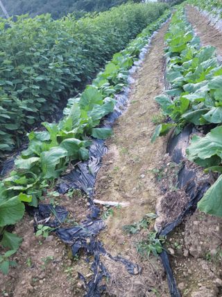 두릅나무20315님의 자유주제 · 자유게시판 작성글 사진