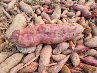 들꽃농장님의 자유주제 · 자유게시판 작성글 사진