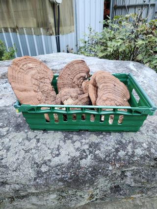 윤미선(농경채인증님의 자유주제 · 자유게시판 작성글 사진