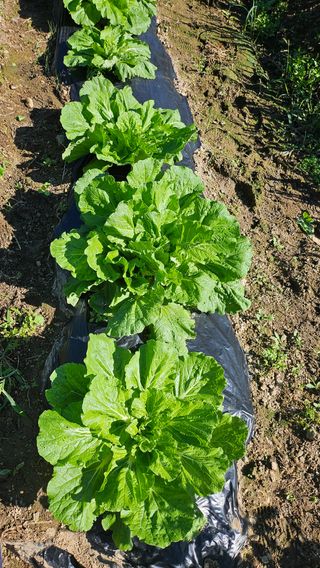 이원복님의 자유주제 · 사진전 작성글 사진