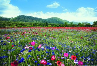 울금박사/빈덕열목사님의 자유주제 · 자유게시판 작성글 사진