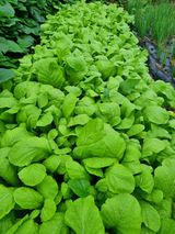 팜모닝 더운 가을, 농사 괜찮으신가요?·참여글 게시글 이미지