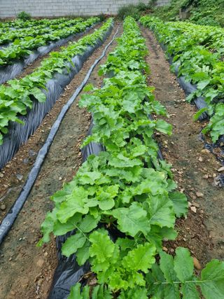 정의학님의 더운 가을, 농사 괜찮으신가요? · 참여글 작성글 사진