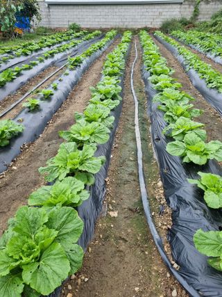 정의학님의 더운 가을, 농사 괜찮으신가요? · 참여글 작성글 사진