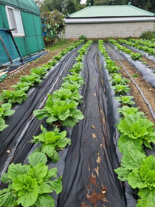 정의학님의 더운 가을, 농사 괜찮으신가요? · 참여글 작성글 사진
