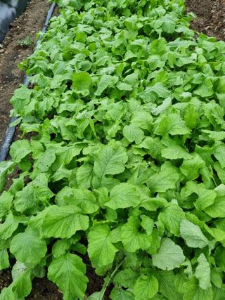 정의학님의 더운 가을, 농사 괜찮으신가요? · 참여글 작성글 사진