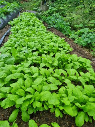 정의학님의 더운 가을, 농사 괜찮으신가요? · 참여글 작성글 사진