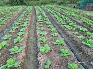 조이섭님의 더운 가을, 농사 괜찮으신가요? · 참여글 작성글 사진