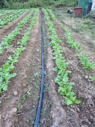 조이섭님의 더운 가을, 농사 괜찮으신가요? · 참여글 작성글 사진