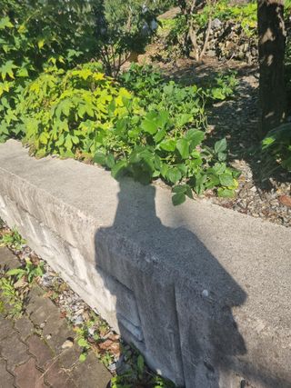 김용대님의 자유주제 · 자유게시판 작성글 사진