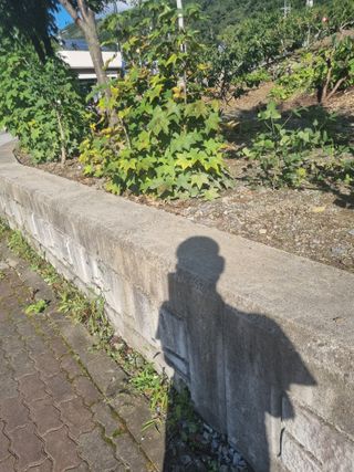 김용대님의 자유주제 · 자유게시판 작성글 사진