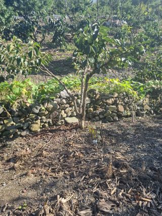 김용대님의 자유주제 · 자유게시판 작성글 사진