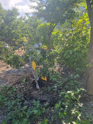 김용대님의 자유주제 · 자유게시판 작성글 사진