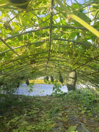 무상(無常)님의 호박 · 영농일지 작성글 사진