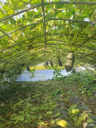 무상(無常)님의 호박 · 영농일지 작성글 사진