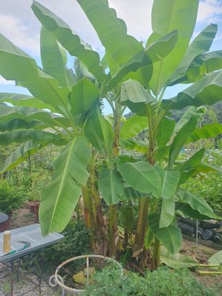 무상(無常)님의 호박 · 영농일지 작성글 사진